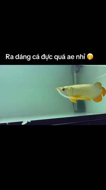 Cá Rồng Kim Long Quá Bối 26cm. Mua bán Thú cưng khác tại Thành phố Thủ Đức Tp Hồ Chí Minh được đăng bởi Nguyễn Tấn Lộc hình 1