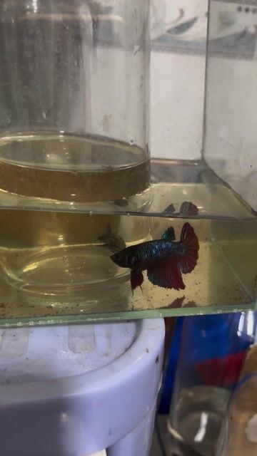 cá lia thia đồng đã thuần. Mua bán Thú cưng khác tại Quận Tân Phú Tp Hồ Chí Minh được đăng bởi Vinh tuyết hình 1