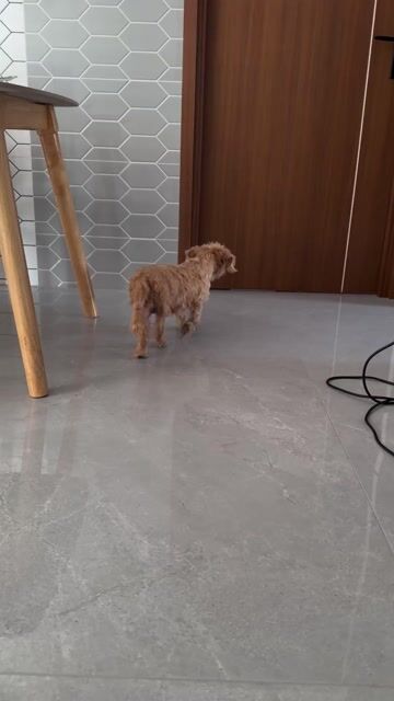 Chó Poodle lai xúc xích. Mua bán Chó tại Quận Tân Phú Tp Hồ Chí Minh được đăng bởi Phuong Anh hình 1