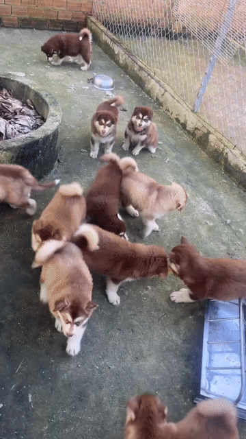 Chó Alaskan Malamute Nâu trắng Cả hai. Mua bán Chó tại Huyện Chơn Thành Bình Phước được đăng bởi Cam Gjang Huynh hình 1
