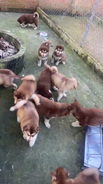 Chó Alaskan Malamute Nâu trắng Cả hai. Mua bán Chó tại Huyện Chơn Thành Bình Phước được đăng bởi Cam Gjang Huynh hình 1