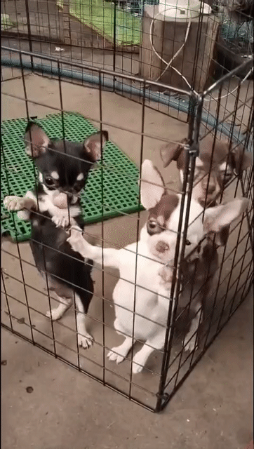 Chó Chihuahua đực, màu đen. Mua bán Chó tại Huyện Hóc Môn Tp Hồ Chí Minh được đăng bởi Nguyễn Thị Thanh Tuyền hình 1