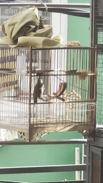 Chim chào mào trống 4 tháng Đen Trắng Đỏ. Mua bán Chim tại Quận Phú Nhuận Tp Hồ Chí Minh được đăng bởi Minh  hình 1