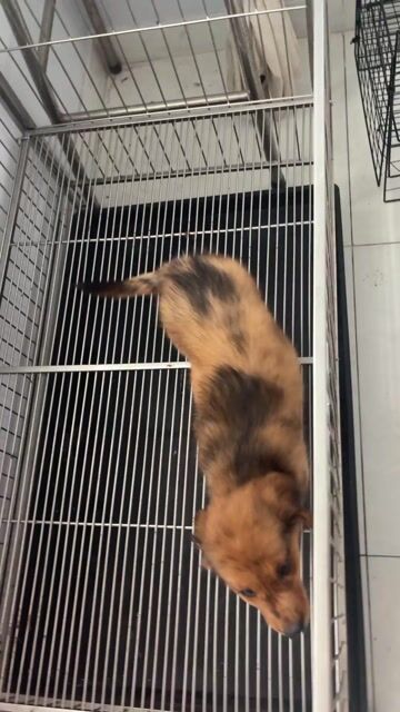 chó lạp xưởng. Mua bán Chó tại Quận 12 Tp Hồ Chí Minh được đăng bởi văn hình 1