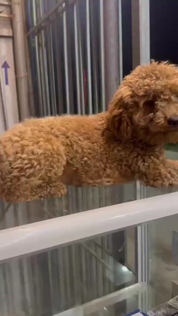 Chó Poodle cái lông xoăn. Mua bán Chó tại Huyện Hoài Đức Hà Nội được đăng bởi vương ngọc tâm hình 1