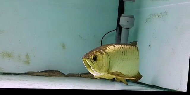 Bối đầu vàng U50, hoàng kim giáp, body gắt.. Mua bán Thú cưng khác tại Quận Ninh Kiều Cần Thơ được đăng bởi Tấn Lực Trần hình 1