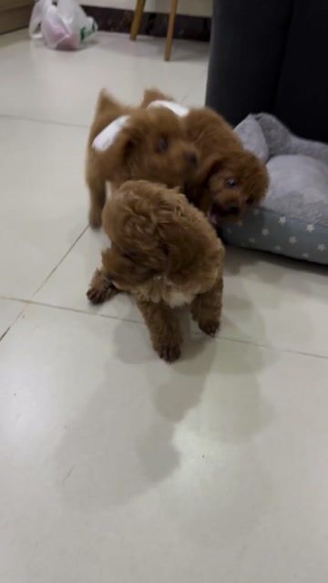 Chó Poodle Đực 2 tháng tuổi đã tiêm 1 mũi. Mua bán Chó tại Quận Bình Thạnh Tp Hồ Chí Minh được đăng bởi Tony  hình 1