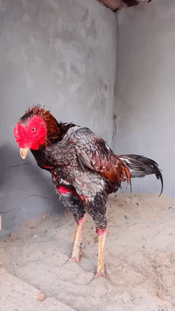Gà chọi Xám hồng 3.8kg Đực. Mua bán Gà tại Huyện Chương Mỹ Hà Nội được đăng bởi Lg Văn Tú hình 1