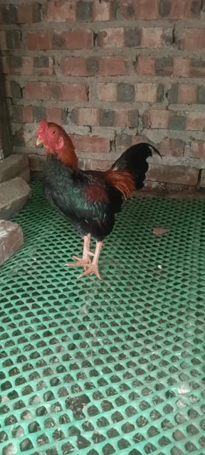 Gà tre Nâu đỏ trống. Mua bán Gà tại Huyện Chương Mỹ Hà Nội được đăng bởi Nguyễn Văn Dũng hình 1