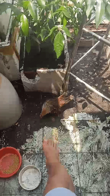 Gà cảnh Asama Nâu vàng. Mua bán Gà tại Quận 12 Tp Hồ Chí Minh được đăng bởi Huyhoang hình 1