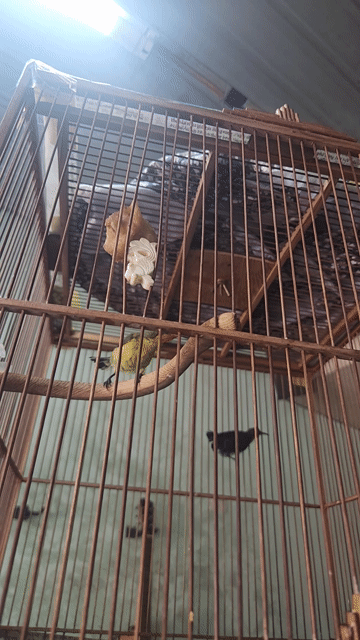 Chim hút mật 1 tháng tuổi khỏe mạnh. Mua bán Chim tại Quận Sơn Trà Đà Nẵng được đăng bởi Thanh hình 1