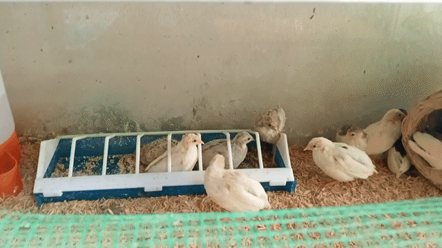 Gà rutin tại đà nẵng. Mua bán Gà tại Quận Cẩm Lệ Đà Nẵng được đăng bởi Sunshine garden  hình 1