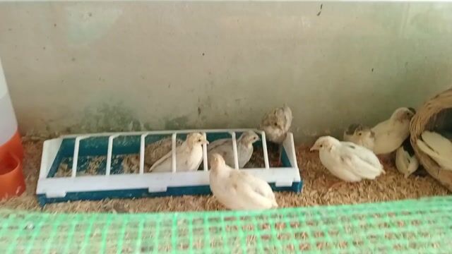 Gà rutin tại đà nẵng. Mua bán Gà tại Quận Cẩm Lệ Đà Nẵng được đăng bởi Sunshine garden  hình 1