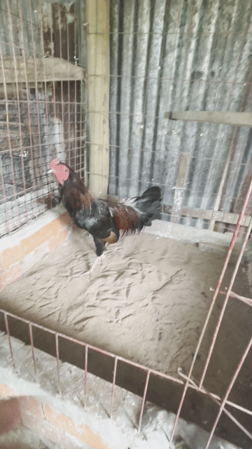 que 2kg báng hoạt gl. Mua bán Gà tại Huyện Châu Thành A Hậu Giang được đăng bởi hữu nhân 95 HG hình 1