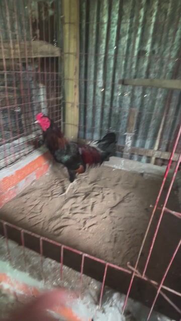que 2kg báng hoạt gl. Mua bán Gà tại Huyện Châu Thành A Hậu Giang được đăng bởi hữu nhân 95 HG hình 1