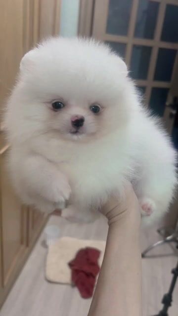 Chó Phốc Sóc trắng tuyết. Mua bán Chó tại Quận Đống Đa Hà Nội được đăng bởi phạm Minh hình 1