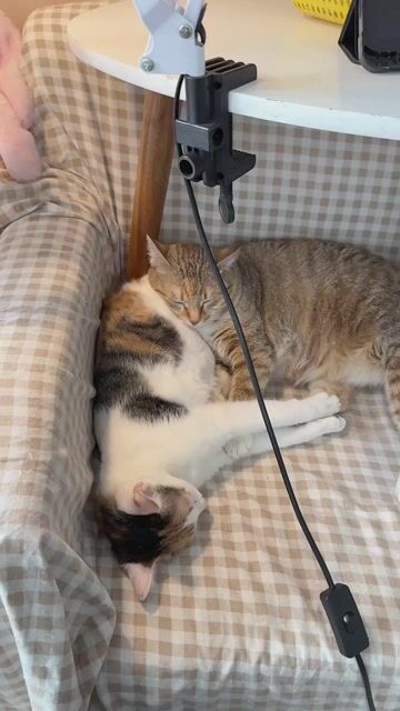 Mèo Tam thể cái. Mua bán Mèo tại Quận Bắc Từ Liêm Hà Nội được đăng bởi Phan Việt Huy hình 1