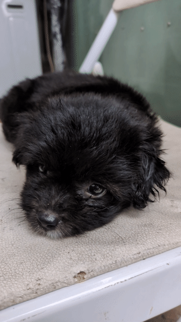 Chó Poodle F1 Đen. Mua bán Chó tại Thành phố Thủ Dầu Một Bình Dương được đăng bởi Hoàng Mạnh  hình 1