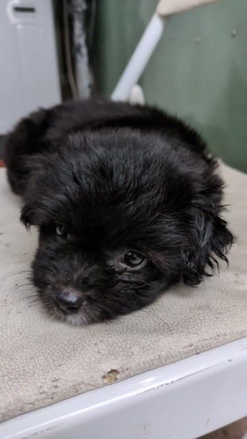 Chó Poodle F1 Đen. Mua bán Chó tại Thành phố Thủ Dầu Một Bình Dương được đăng bởi Hoàng Mạnh  hình 1