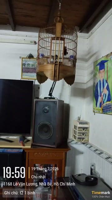 Chim chích chòe đen trắng 3 mùa căng lửa. Mua bán Chim tại Huyện Nhà Bè Tp Hồ Chí Minh được đăng bởi Tuyen hình 1