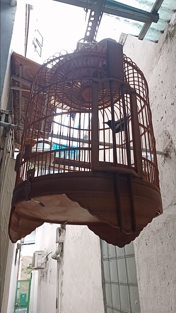 Chim Chích chòe than cả  bộ . Mua bán Chim tại Quận Bình Thạnh Tp Hồ Chí Minh được đăng bởi Lâm Nguyễn Lê Hoàng hình 1