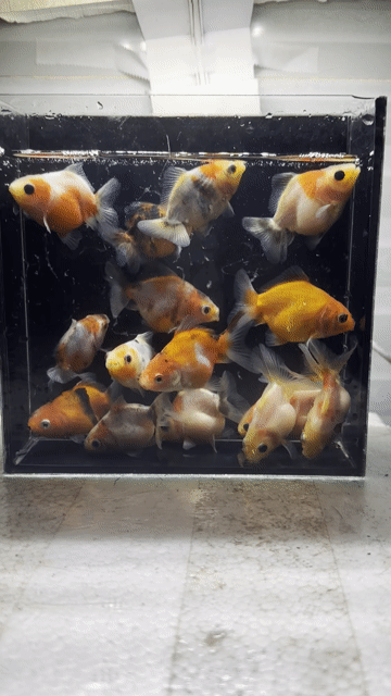 Cá cảnh Oranda đa màu. Mua bán Thú cưng khác tại Quận Hải Châu Đà Nẵng được đăng bởi Satya Fish hình 1