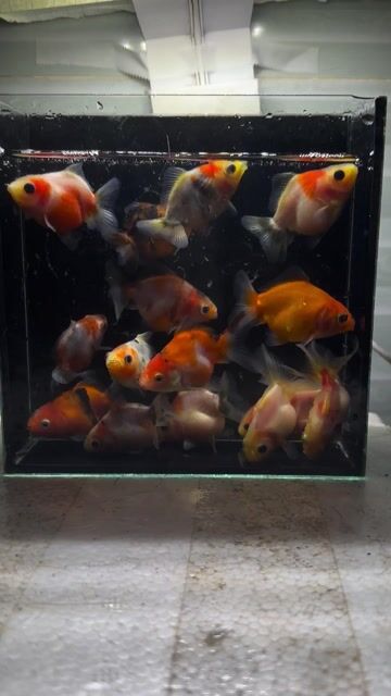 Cá cảnh Oranda đa màu. Mua bán Thú cưng khác tại Quận Hải Châu Đà Nẵng được đăng bởi Satya Fish hình 1