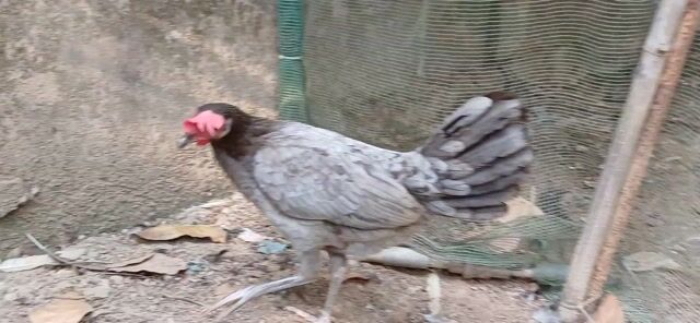 Gà Cuban lai mái. Mua bán Gà tại Huyện Châu Thành Bến Tre được đăng bởi gà tre hình 1