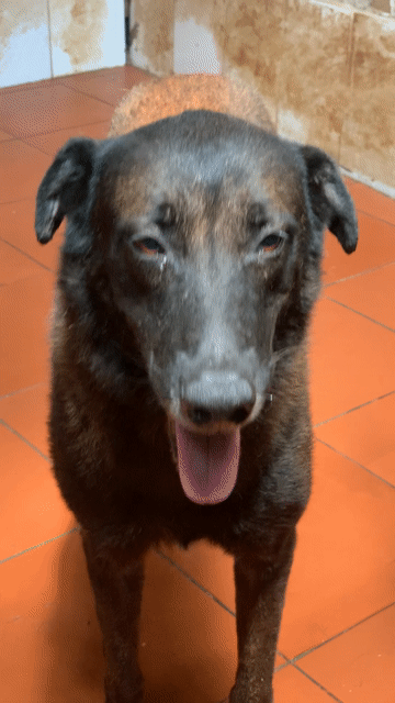 Malinois Đực 43kg, đã được huấn luyện, bố mẹ nhập. Mua bán Chó tại Quận Hoàng Mai Hà Nội được đăng bởi Vương hình 1