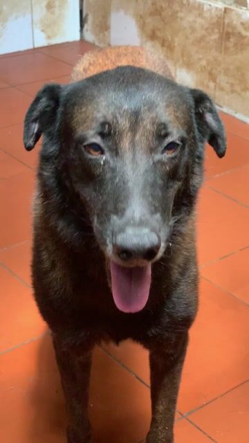 Malinois Đực 43kg, đã được huấn luyện, bố mẹ nhập. Mua bán Chó tại Quận Hoàng Mai Hà Nội được đăng bởi Vương hình 1