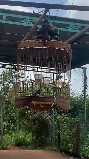choè than 3 mùa thuần. Mua bán Chim tại Huyện Krông Năng Đắk Lắk được đăng bởi nguyen hình 1
