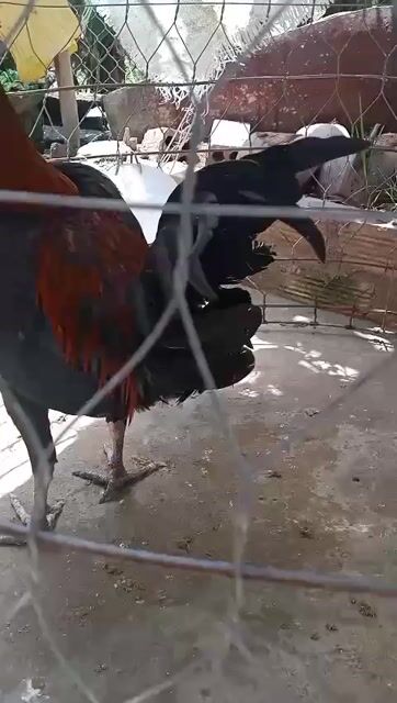 Gà Beru Mỹ trống 7 tháng. Mua bán Gà tại Huyện Cầu Kè Trà Vinh được đăng bởi khai Trương hình 1