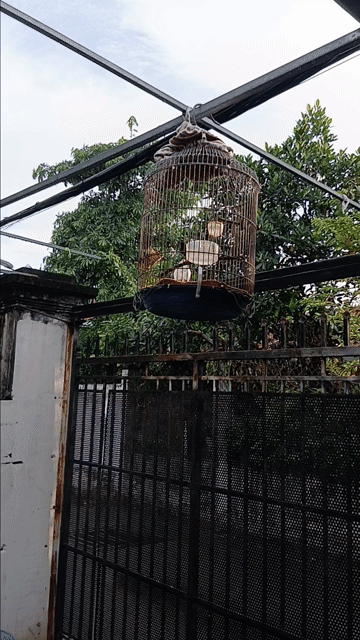 Chim hút mật 5 màu Vàng Nâu. Mua bán Chim tại Thành phố Thủ Đức Tp Hồ Chí Minh được đăng bởi Haonguyen hình 1