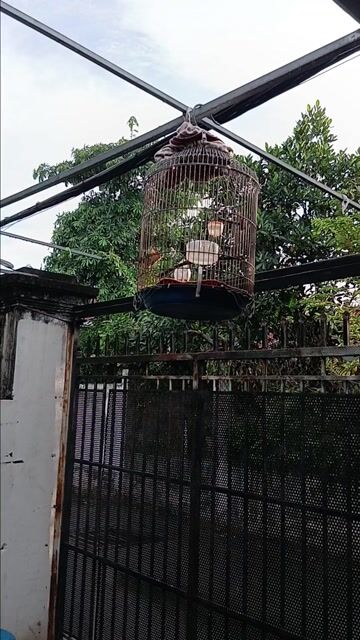 Chim hút mật 5 màu Vàng Nâu. Mua bán Chim tại Thành phố Thủ Đức Tp Hồ Chí Minh được đăng bởi Haonguyen hình 1