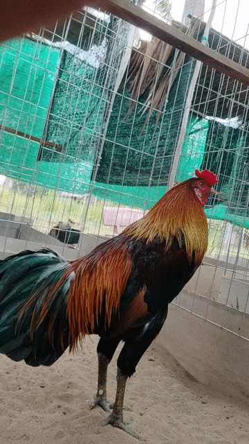 Gà Xanh cổ vàng 2.9kg Lông mới. Mua bán Gà tại Huyện Thạnh Phú Bến Tre được đăng bởi Trà Lin hình 1