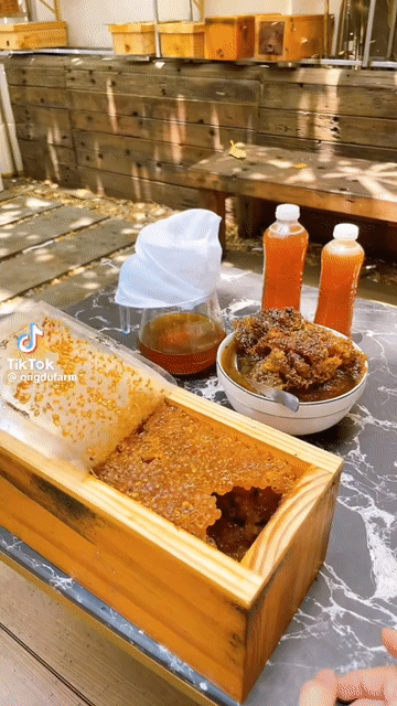 Tổ ong dú có ong chúa. Mua bán Đồ ăn, thực phẩm và các loại khác tại Quận 6 Tp Hồ Chí Minh được đăng bởi Nhi hình 1