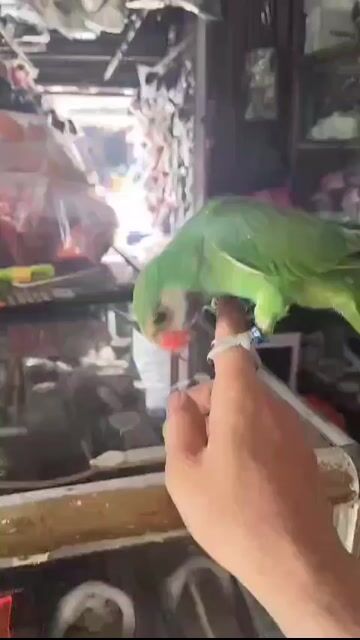 Chim Ngực hồng hàng đầu mùa đã tự ăn uống . Mua bán Chim tại Huyện Bình Chánh Tp Hồ Chí Minh được đăng bởi nam  hình 1