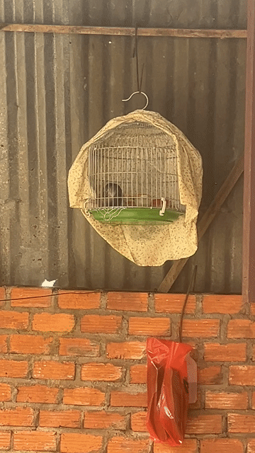 Chim cu gáy non thuần. Mua bán Chim tại Thành phố Buôn Ma Thuột Đắk Lắk được đăng bởi Lê Thanh Ngọc hình 1