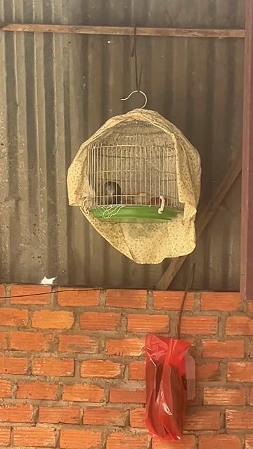 Chim cu gáy non thuần. Mua bán Chim tại Thành phố Buôn Ma Thuột Đắk Lắk được đăng bởi Lê Thanh Ngọc hình 1