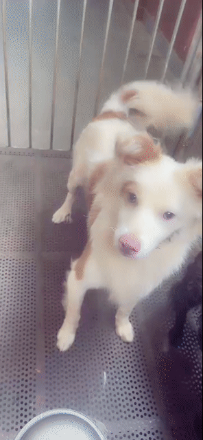 Chó Poodle đực Trắng, Nâu sức khỏe tốt. Mua bán Chó tại Thành phố Buôn Ma Thuột Đắk Lắk được đăng bởi Trọng Chín hình 1
