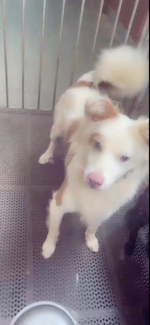 Chó Poodle đực Trắng, Nâu sức khỏe tốt. Mua bán Chó tại Thành phố Buôn Ma Thuột Đắk Lắk được đăng bởi Trọng Chín hình 1