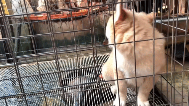 Chó Xù Bắc Hà cái. Mua bán Chó tại Huyện Bình Chánh Tp Hồ Chí Minh được đăng bởi Anh nông dân da đen hình 1