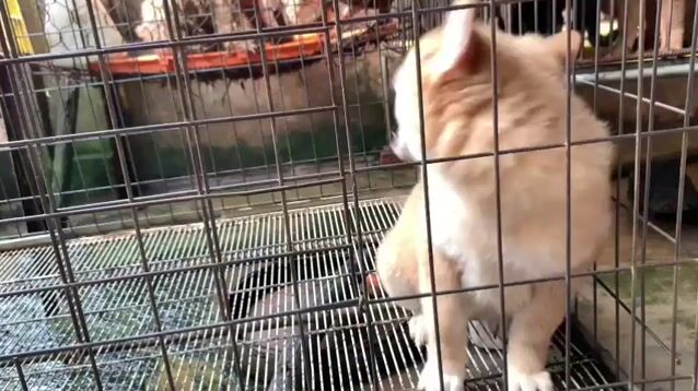 Chó Xù Bắc Hà cái. Mua bán Chó tại Huyện Bình Chánh Tp Hồ Chí Minh được đăng bởi Anh nông dân da đen hình 1