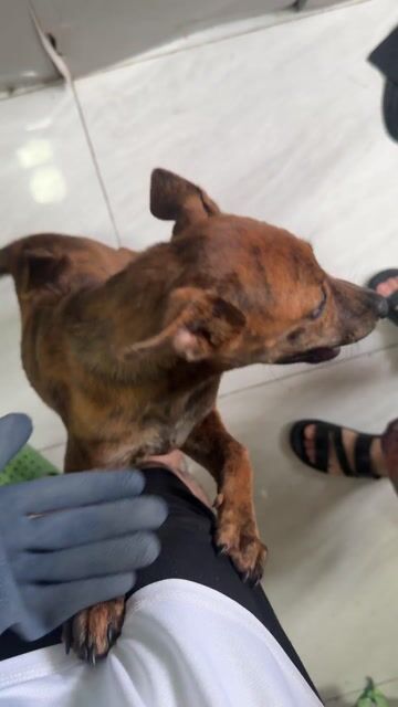 Chó Phú Quốc 3 tháng vện lửa. Mua bán Chó tại Quận 12 Tp Hồ Chí Minh được đăng bởi QB SHOP PETS hình 1