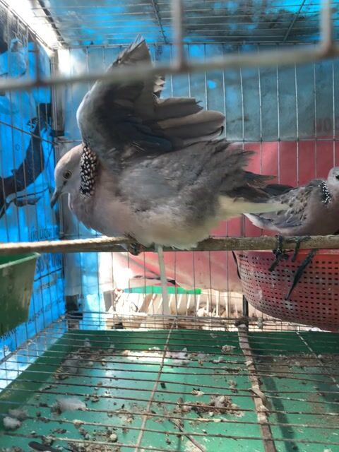 Chim Cu gáy Malay 4 con. Mua bán Chim tại Thị xã Bình Minh Vĩnh Long được đăng bởi Nguyễn Quang Vinh hình 1