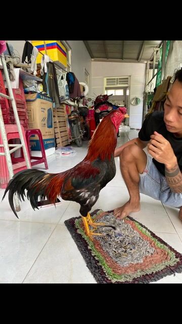 Điều tơ 3kg trạng 3k5  xổ yếu trụ Thanh lý. Mua bán Gà tại Huyện Thoại Sơn An Giang được đăng bởi Tài Long xuyên hình 1