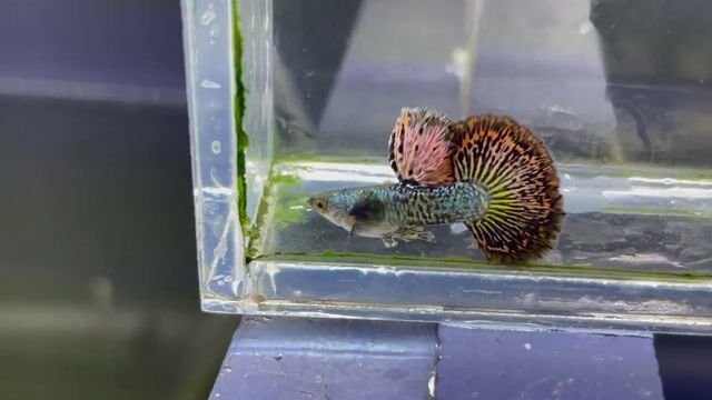 rồng đỏ bds hm. Mua bán Thú cưng khác tại Quận Ngũ Hành Sơn Đà Nẵng được đăng bởi Nguyễn Văn Thảo hình 1