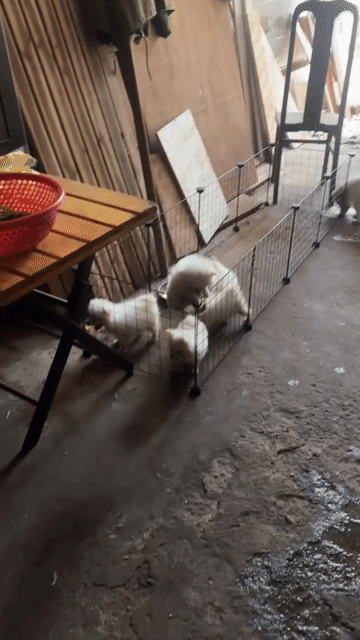 Chó Phốc Sóc Trắng kem 2 tháng. Mua bán Chó tại Thành phố Vũng Tàu Bà Rịa - Vũng Tàu được đăng bởi hải vân hình 1