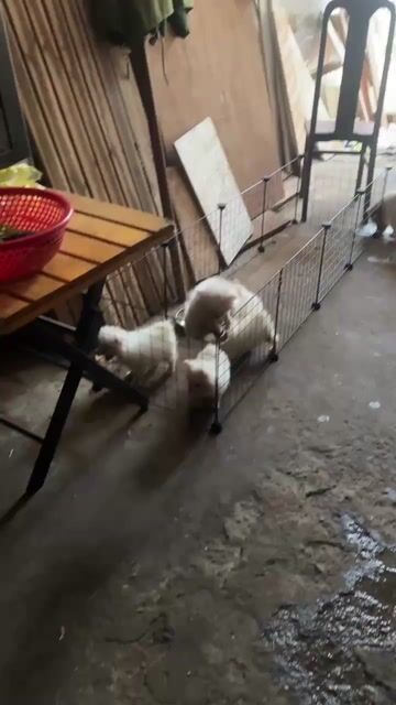 Chó Phốc Sóc Trắng kem 2 tháng. Mua bán Chó tại Thành phố Vũng Tàu Bà Rịa - Vũng Tàu được đăng bởi hải vân hình 1