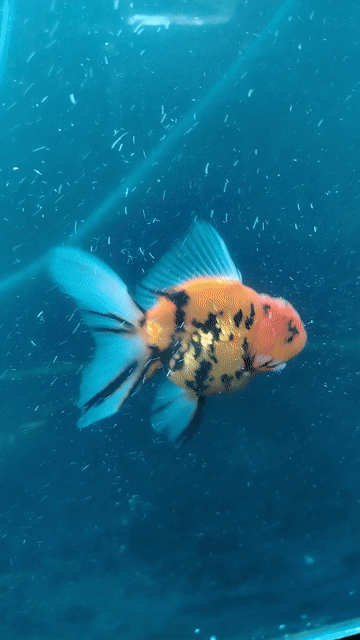Cá cảnh Oranda Short Nhiều màu. Mua bán Thú cưng khác tại Huyện Phong Điền Cần Thơ được đăng bởi hiếu hình 1